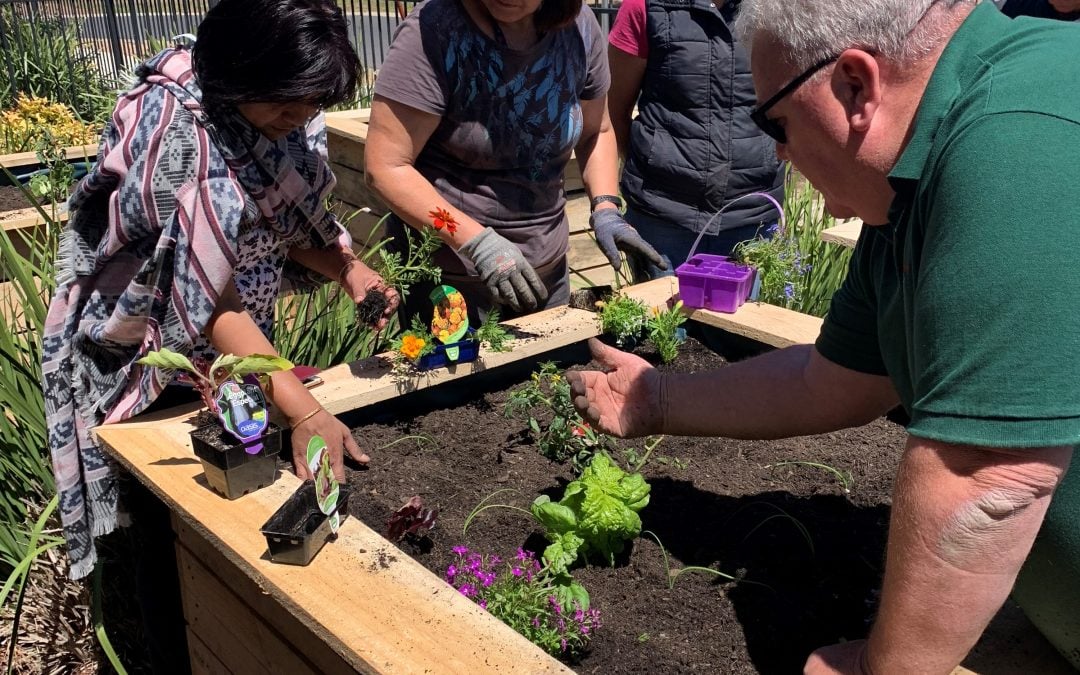 Edible Garden Project: Stevenson House