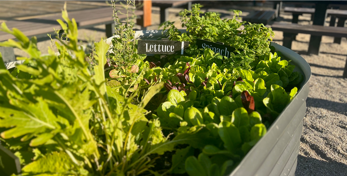 Free Gardening Workshops and Groups