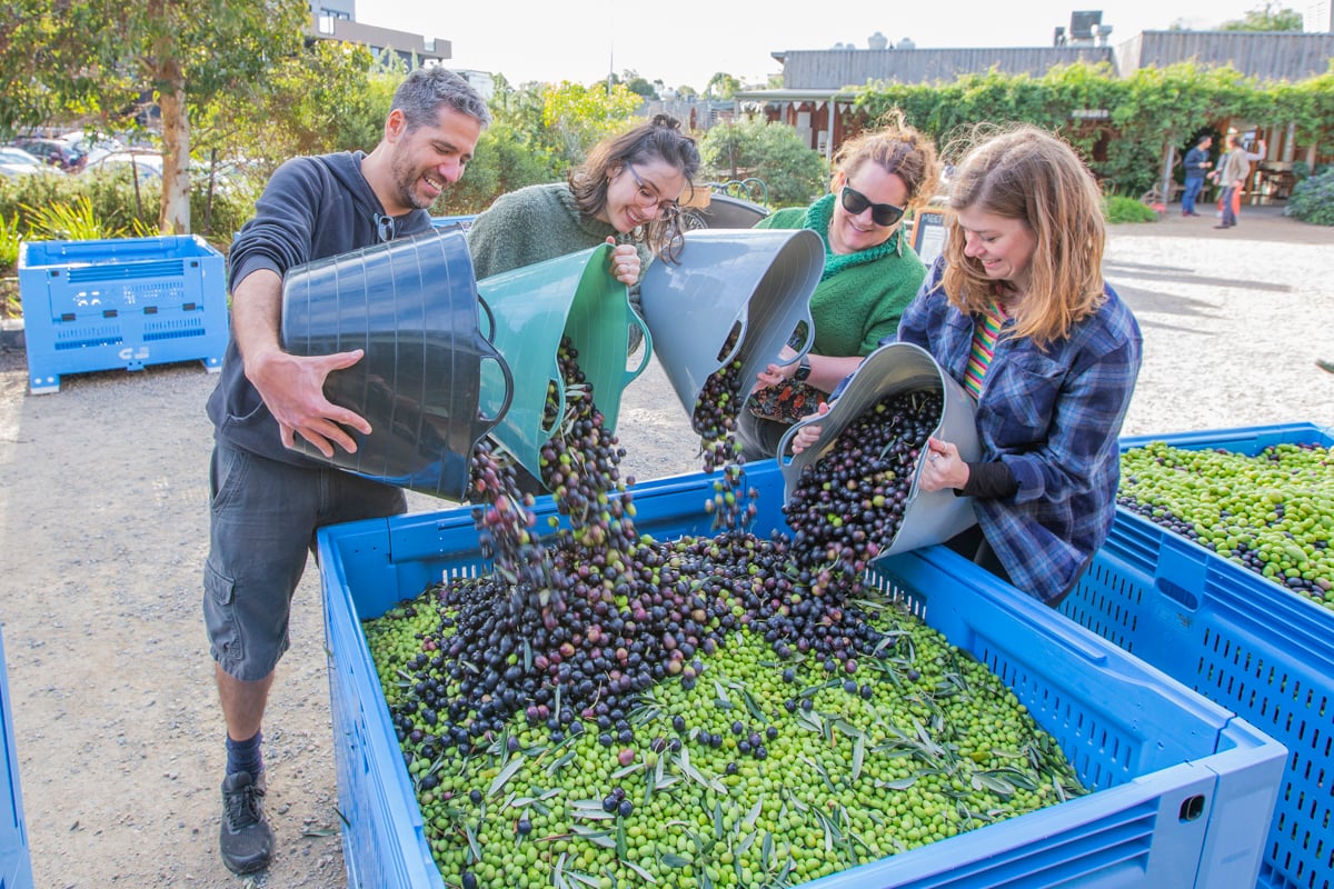 Olives to Oil is back for 2026!